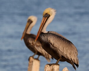 Double pelicans