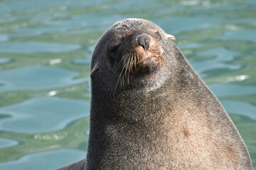 sea lion on the rocks