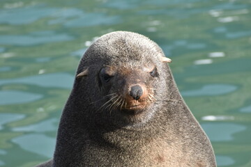Fototapeta premium Sea lion's nap