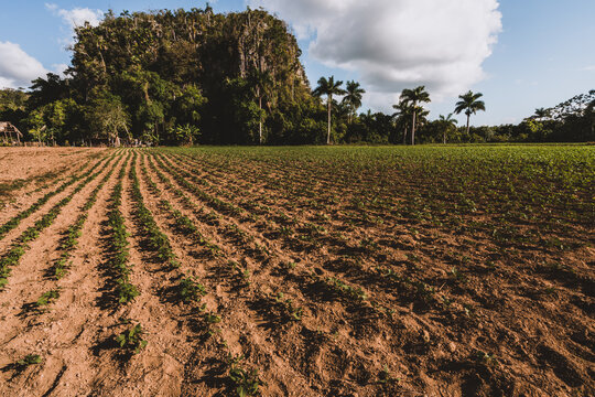 Tabakfeld auf Kuba