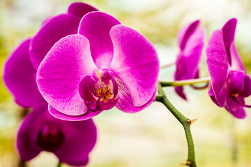 Close up Pink Orchid flower