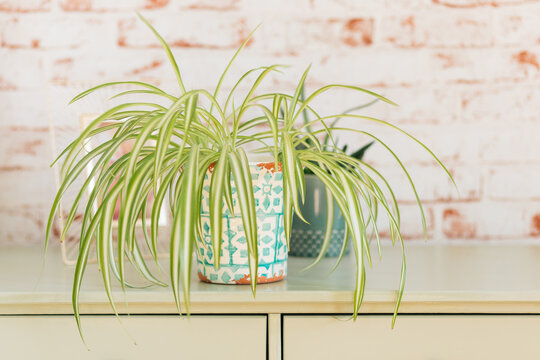 Chlorophytum Comosum on mint green shelf in front of red and white brick wallpaper background.