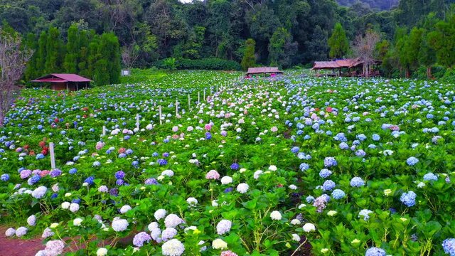 Hydrangeas garden at Chiangmai, Thailand.