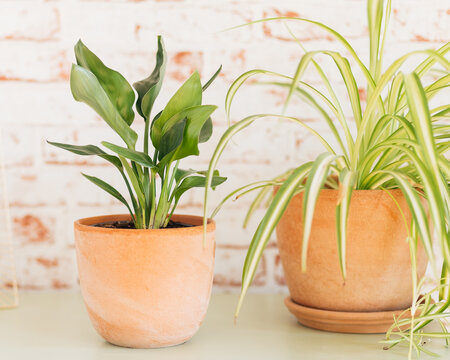 Strelitzia Reginae (left) and Chlorophytum Comosum (right) in terracotta plant pots against red and white brick wallpaper background.