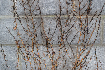 Dry ivy vine plant on the concrete block wall .