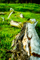 Obraz premium broken tree on green field