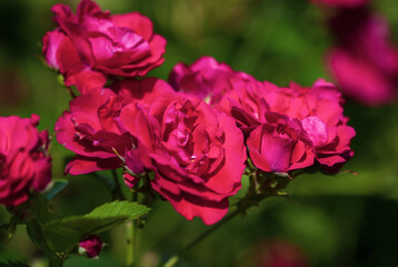 crimson red bushy roses in bloom, rose garden on sunny day