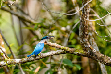 Kingfisher bird on branch