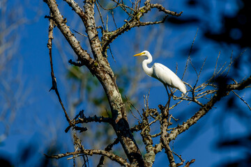 White heron bird on branch