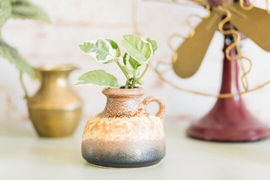 Pothos N'Joy (Epipremnum aureum) cutting in vintage brown vase with vintage fan in background