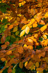 The warm colors of autumn leaves.