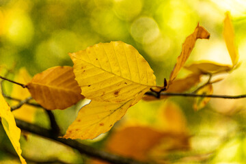 Obraz premium The warm colors of autumn leaves.