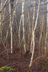 Obraz premium Young white silver birch trees in forest woodland in winter mist and fog 