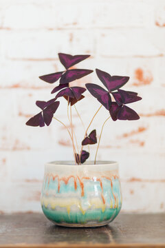 Oxalis Triangularis against red brick background on vintage old wooden table
