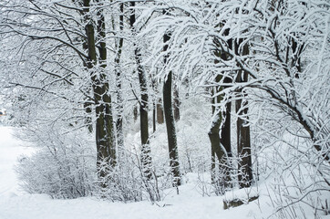 Winter landscape. Trees and snow.