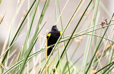 Canto del Trile (Agelasticus thilius) en el humedal