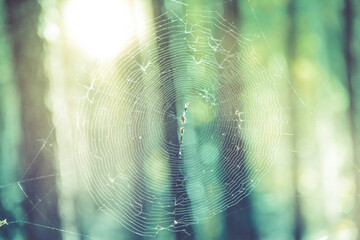 white spider web in the light of the setting sun against the background of the forest