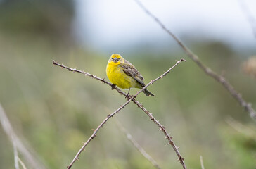 Chirihue (Sicalis luteola) en ramas de arbustos del humedal