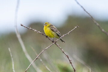 Chirihue (Sicalis luteola) observando desde las ramas de un arbusto