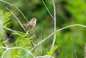 Chercan (Troglodytes aedon) posado en ramas
