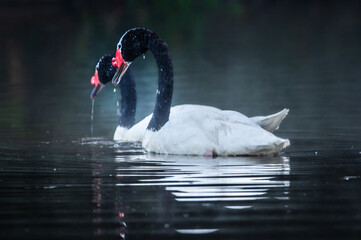 Cisnes cuello negro en la laguna