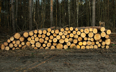 Chopped stack of logs, ready for transport