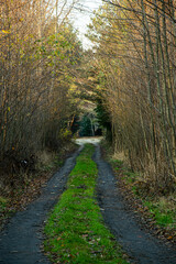 Fototapeta na wymiar A dirt road leading through a dense mixed forest in late autumn