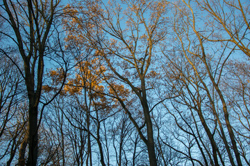 Treetops with last yellow and orange leaves illuminated by the fading sun