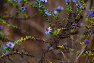 Last late autumn or early spring colorful flowers