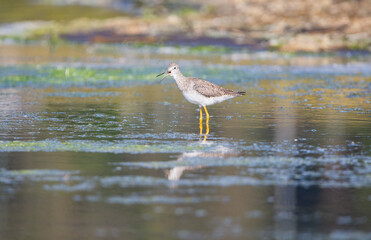 pitotoy dentro del humedal