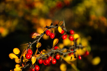 Close-up of beautiful red fruits on a thorny bush