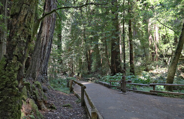 Scenes from Muir Woods State Park, in California.