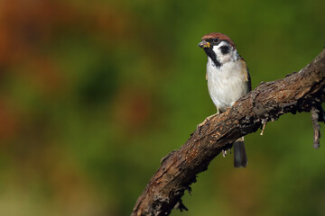 The Eurasian tree sparrow (Passer montanus) sitting on a branch with a green background. Little brown European singer on a twig.