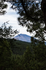 View of Mount Teide through a forest during a cloudy day