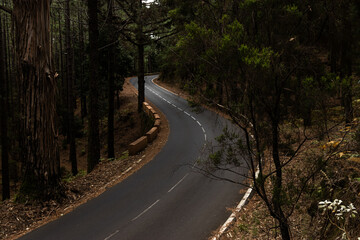 Naklejka premium Empty road going through the forest, Tenerife