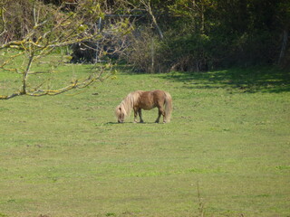 Mini horse on the grass