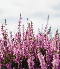 The Valer area in Norway