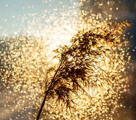 dry fluffy twig of pampas grass or common reed in gold bright bokeh light. Abstract background,...