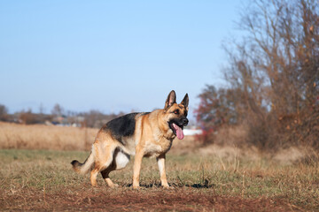 Charming obedient thoroughbred dog looks carefully and gets ready to play and run. German shepherd black and red color with brown eyes and pink tongue looks forward intently and waits to jump.