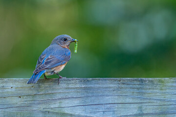 Bluebird with worm in beak perched on fence rail - Powered by Adobe