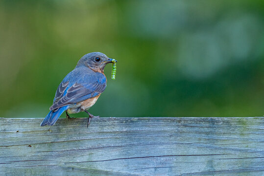 Bluebird with worm in beak perched on fence rail