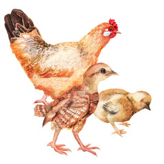 Watercolor image of hen and two chickens.