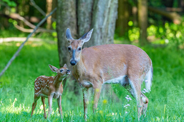 Baby white tail deer fawn standing in field near forest near doe 