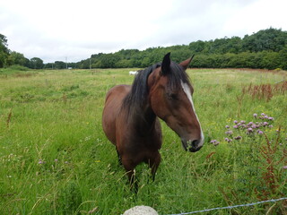 Fototapeta premium A brown horse in a clearing