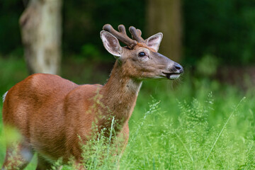 Naklejka na ściany i meble Young male buck deer with short antlers standing in forest
