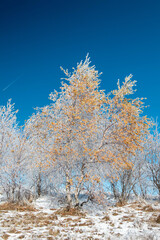 Frozen birch trees with yellow leaves in winter 