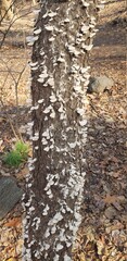View of tree with white mushrooms growing out of it's bark. The mushrooms cover the tree as far as the eye can see in the photo. 