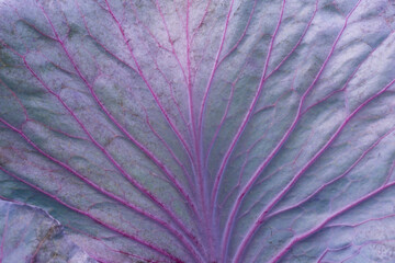 Full frame leaf of red cabbage background - macro. Texture of purple cabbage leaf (Brassica oleracea) with veins. Close-up. Organic farming, healthy food, BIO viands, back to nature concept.