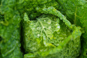 Fresh ripe head of savoy cabbage (Brassica oleracea sabauda) with lots of leaves and drops of dew growing in homemade garden. Closeup. Organic farming, healthy food, BIO viands, back to nature concept