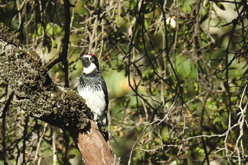 Acorn Woodpecker, Potwisha, Sequoias, Kings Canyon National Park, California.